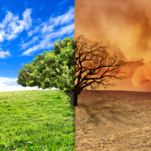 A tree graphic photo with green on one side and dry and dead on other side