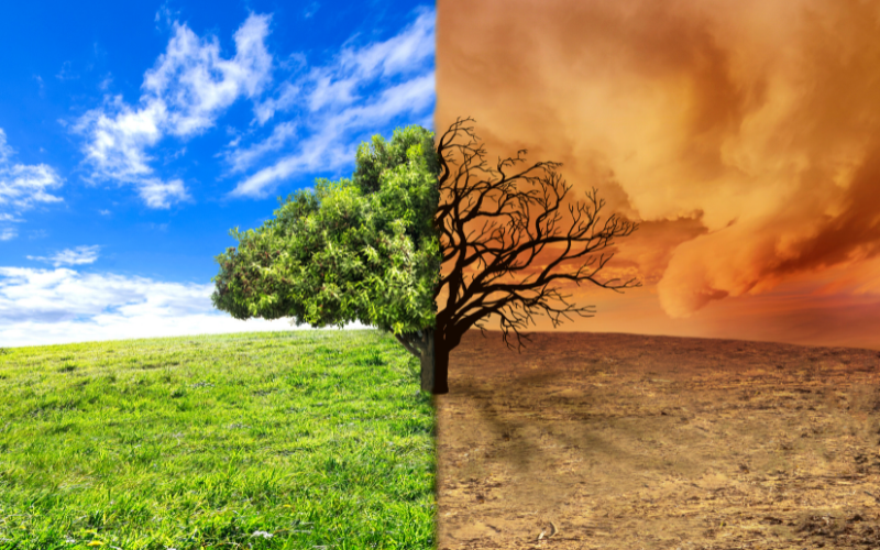 A tree graphic photo with green on one side and dry and dead on other side