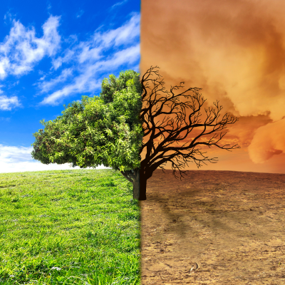 A tree graphic photo with green on one side and dry and dead on other side
