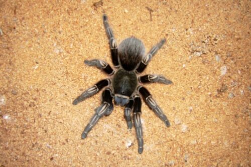 1600px-Sand_tarantula
