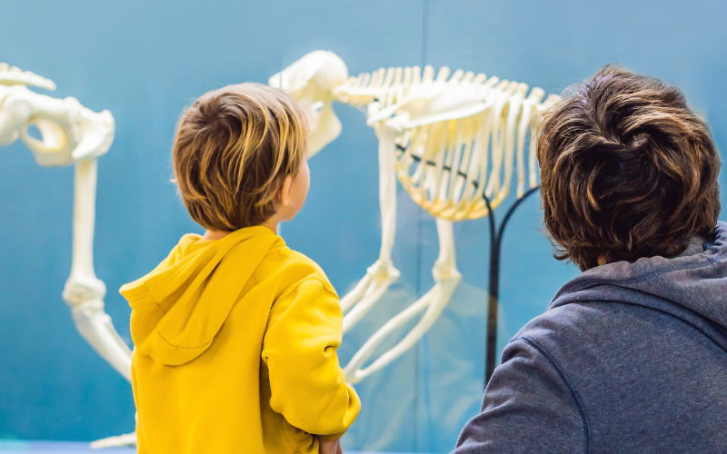 Child and adult looking at skeleton of ancient human ape-like ancestor