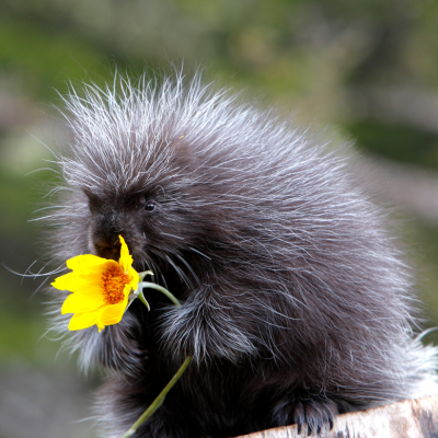 A porcupine eating a daffodil