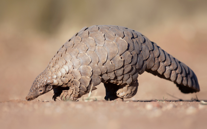 A pangolin