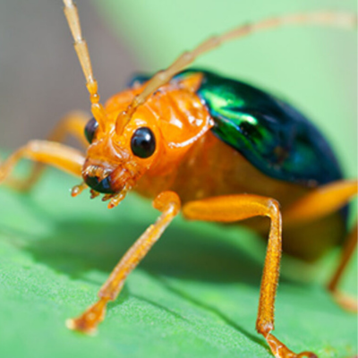 Bombadier beetle