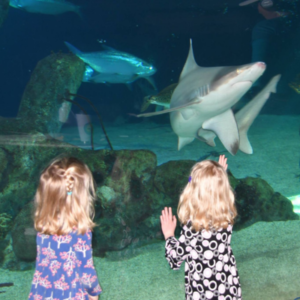 Two young children looking at sharks at the Albuquerque Aquarium.