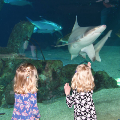 Two young children looking at sharks at the Albuquerque Aquarium.