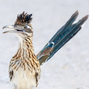 A roadrunner