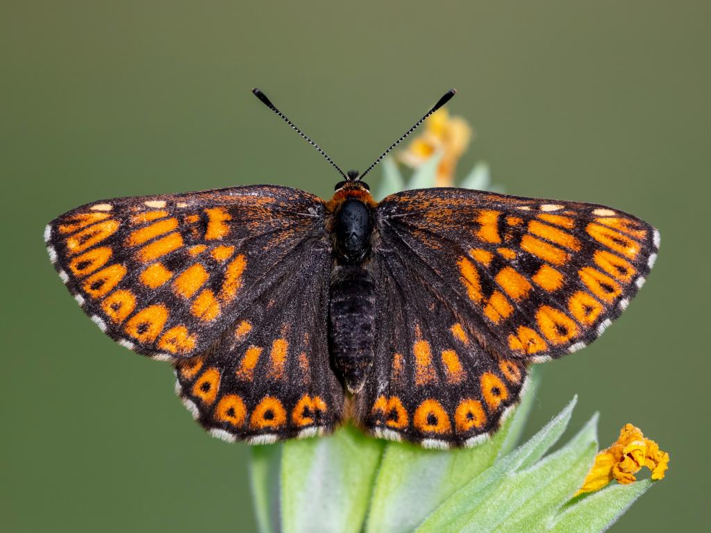 Duke of Burgundy Butterfly