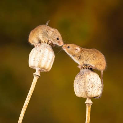 Two mice each atop a separate dried flower stem, sniff each others' noses.