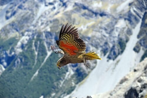 Kākāpō by Karl Anderson