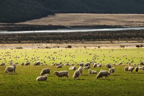 Sheep in New Zealand outnumber people by more than 5 to 1. Photo by Martin Bisof
