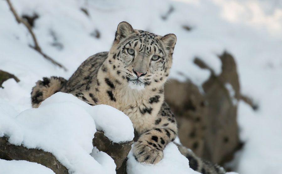 Tigers & Snow Leopards | The Children's Hour