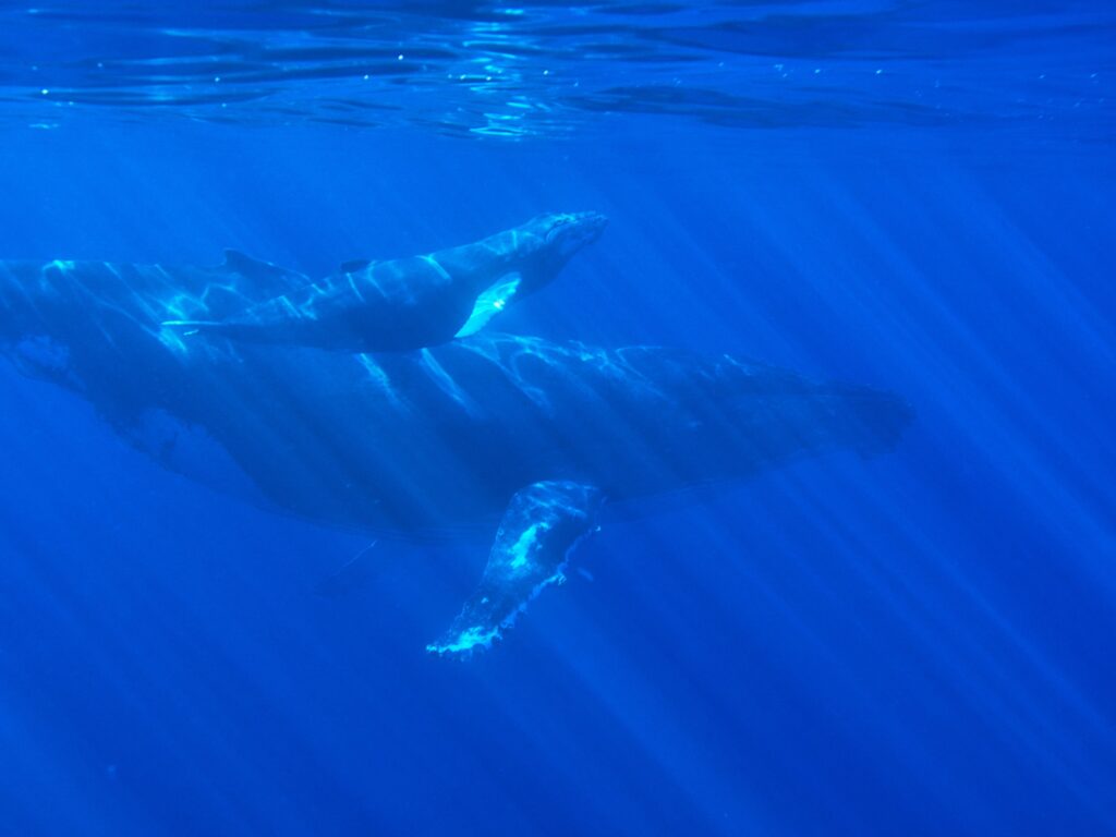 Underwater photo of a grey whale mother and baby
