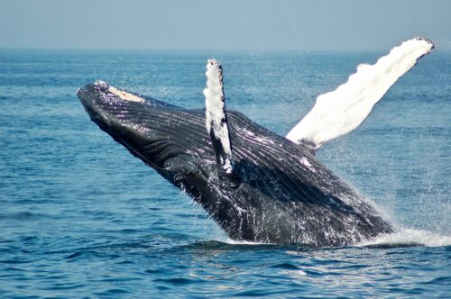 A picture of a humpback whale breeching the water