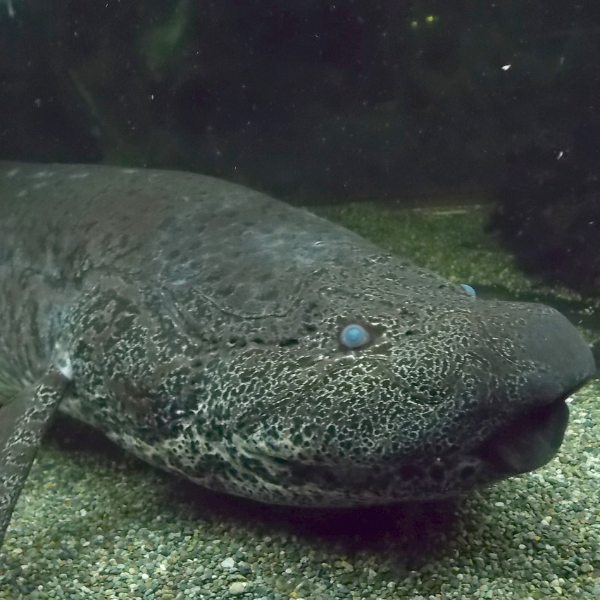 Leopard Lungfish