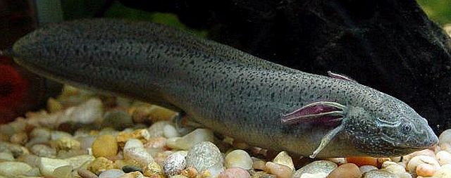 Gilled African lungfish