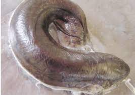 LungfishCocoon