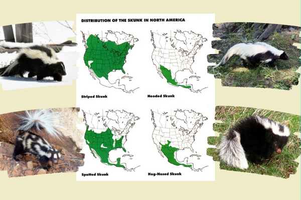 Skunks 7