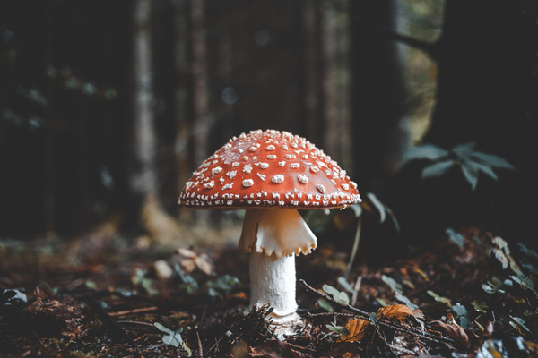 in the episode fungus among us, doesn't that sound like among us