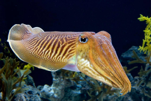 Cuttlefish