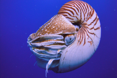 Nautilus