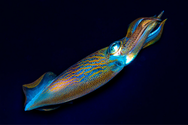 Squid 1