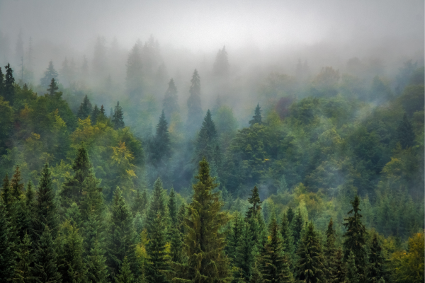Forests - 1