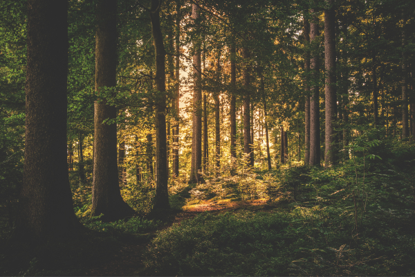 Forests - NL