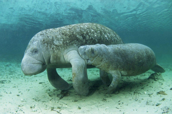 Manatees 2