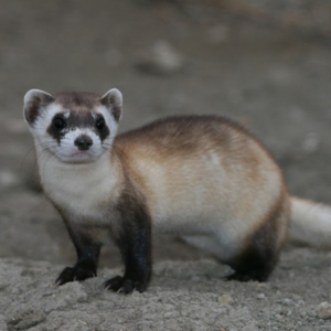 Black-footed ferret peeking out of a prairie burrow