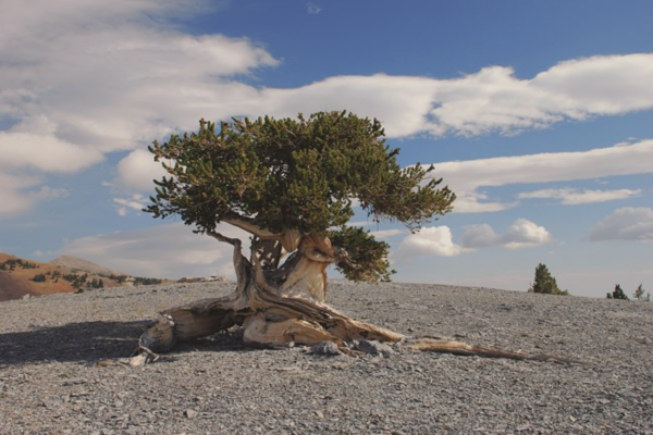 Dating Trees