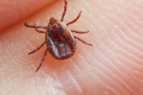 Ticks