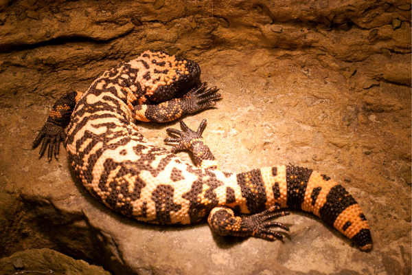 Gila Monster Full (2)