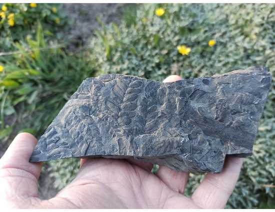 Source https://www.lookandlearn.com/history-images/YTP0006308/Fossil-plant-specimen?t=1&q=fossil+plant&n=27 