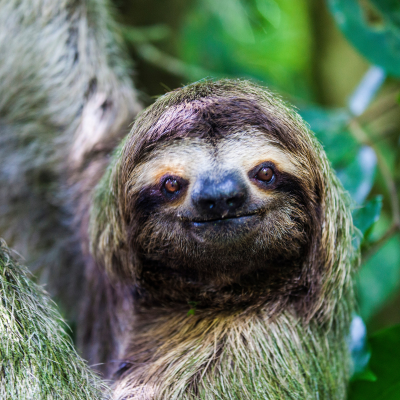 Smiling Sloth