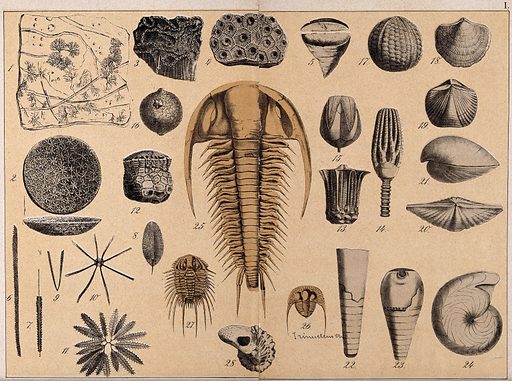 YW022035V_A-variety-of-shells-cone-shells-fossils-and-corals