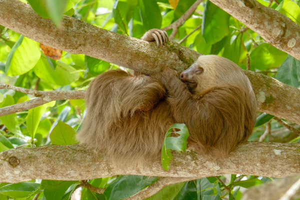 sloth in tree