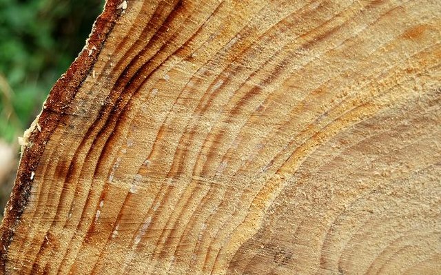 Hillsborough Tree Rings