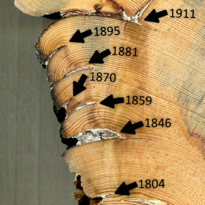 More Tree Rings Iconic photo by Joe Rosenthal showing the raising of the United States flag over Iwo Jima.