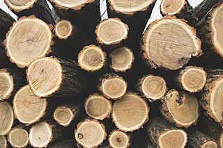 Tree_rings_pattern_(Unsplash)