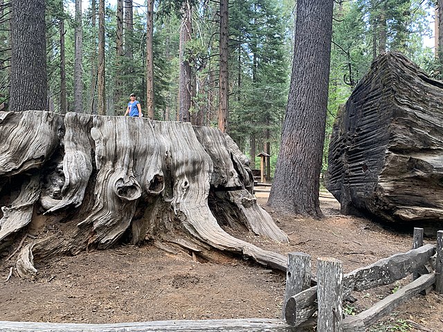 US_CA_SP_Calaveras_Big_Trees_Discovery_Tree