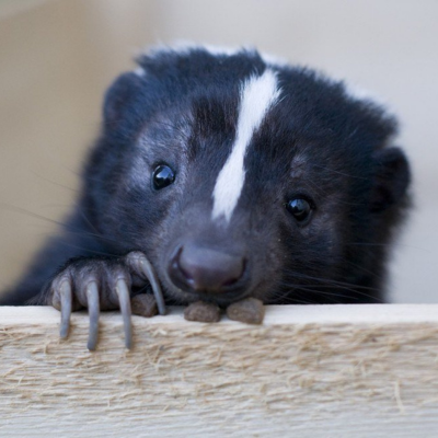 Skunks