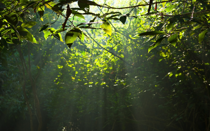 Image of a forest with light dappling through the trees