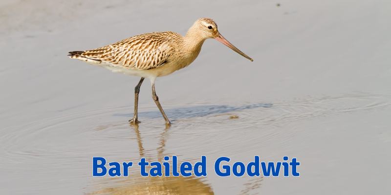 Migration - Bar Tailed Godwit
