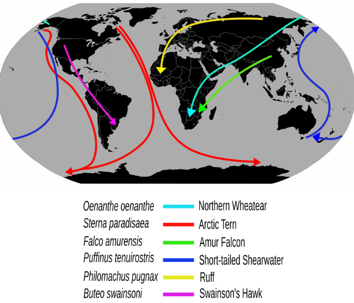 Migration - Bird. Migration Routes