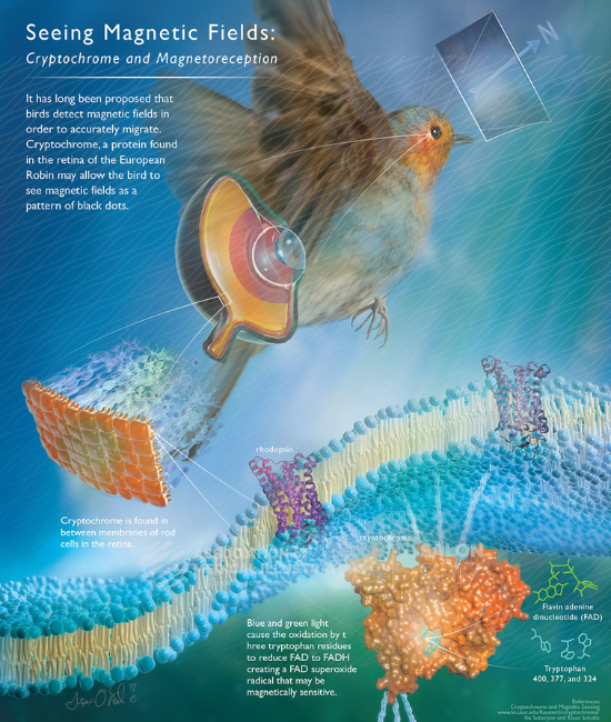 Migration cryptocrhome and magnetoreception An artists' rendition of what the manetosphere might look like from a bird's point of view.